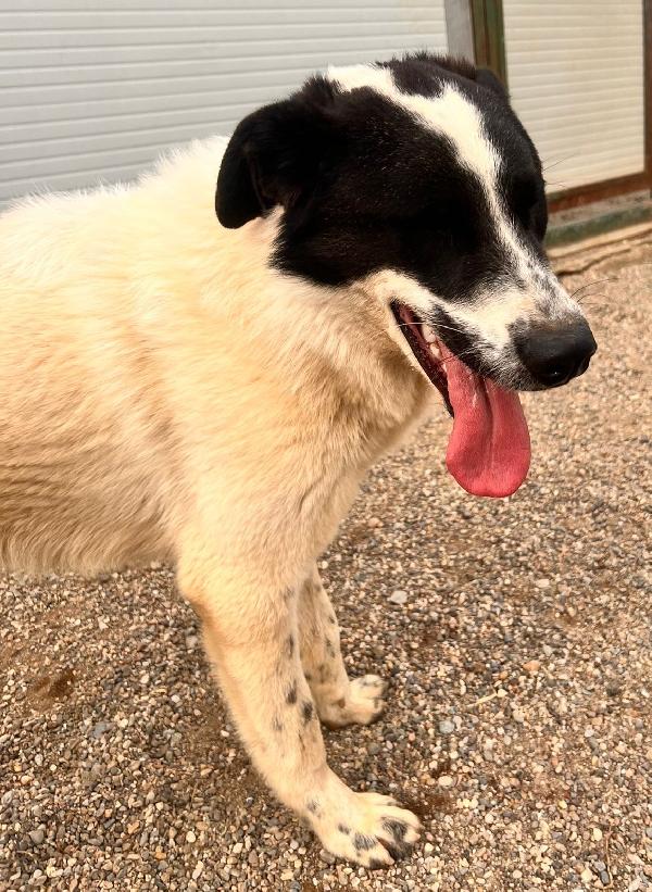 Garofano, Giocherellone E Affettuoso (Maggio 2023)